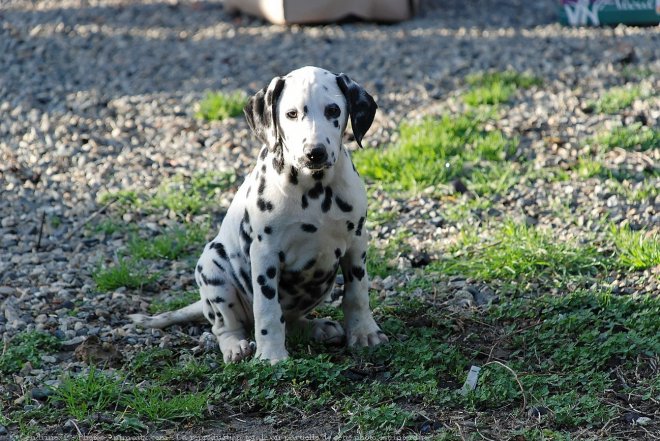 Photo de Dalmatien