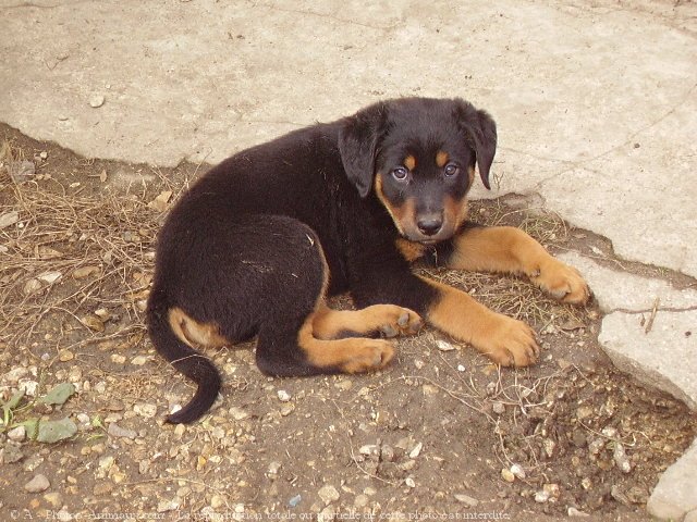 Photo de Rottweiler