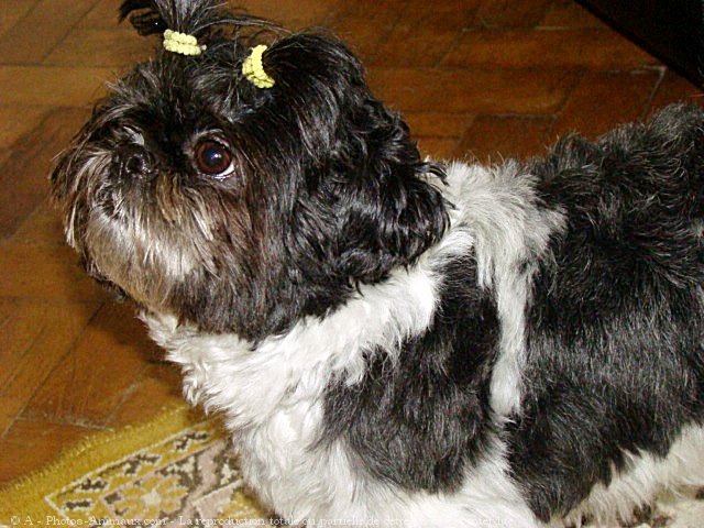 Photo de Shih tzu