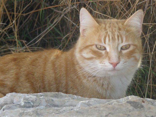 Photo de Chat domestique