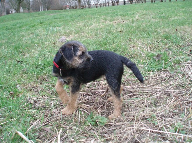 Photo de Border terrier