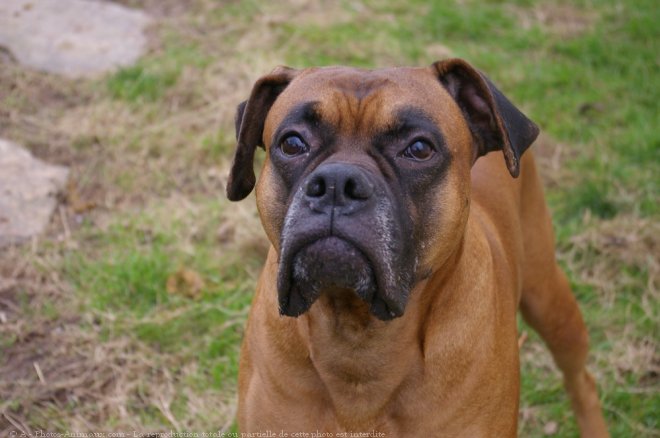 Photo de Boxer