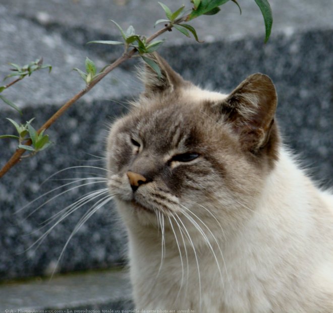 Photo de Chat domestique