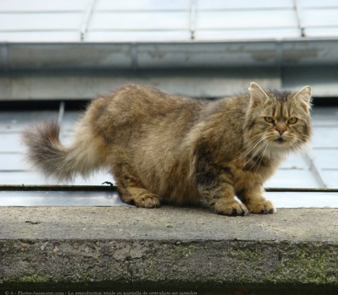 Photo de Chat domestique