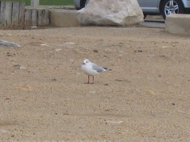 Photo de Mouette