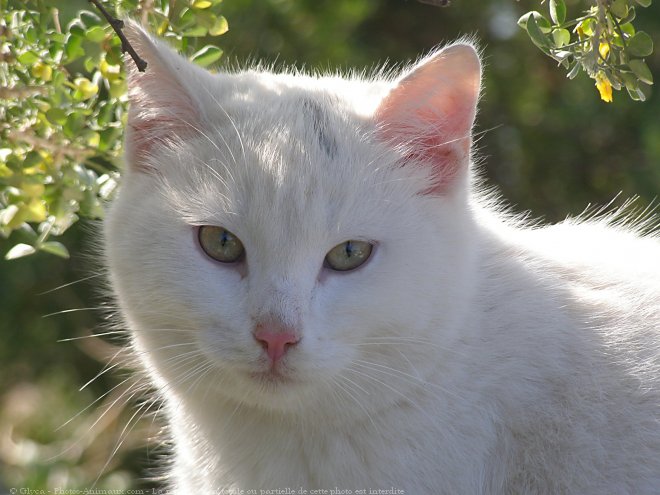 Photo de Chat domestique