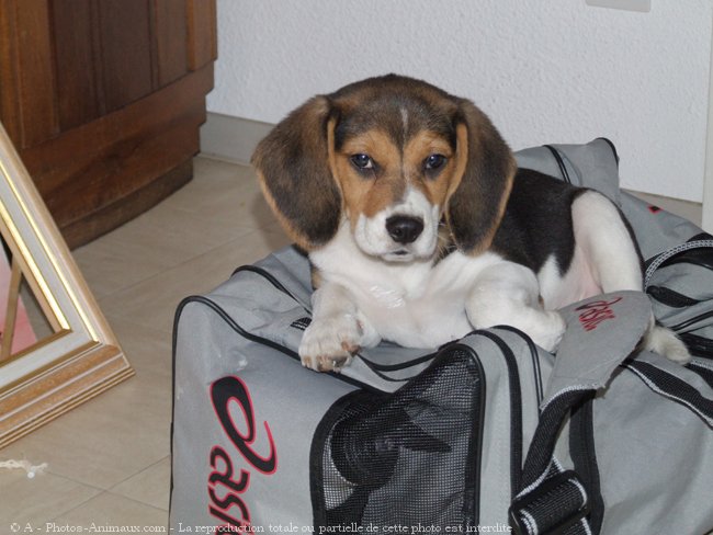 Photo de Beagle