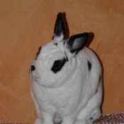 Photo de Lapin