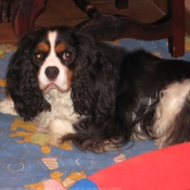 Photo de Cavalier king charles spaniel