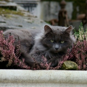 Photo de Chat domestique