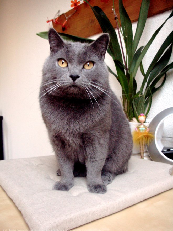 Photo de Chartreux