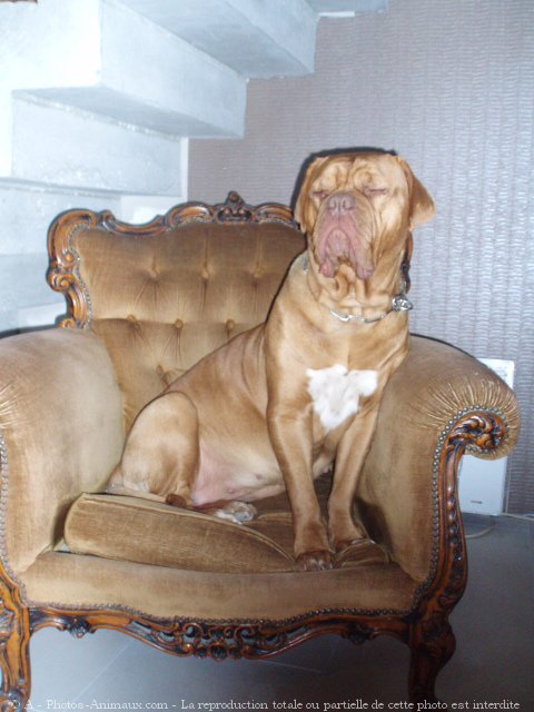 Photo de Dogue de bordeaux