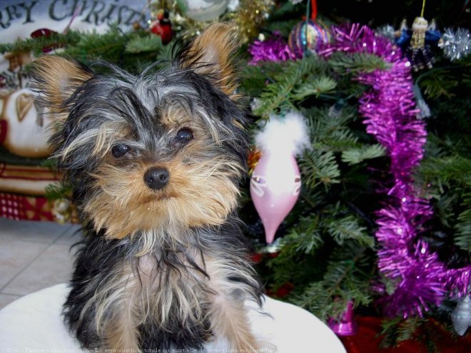 Photo de Yorkshire terrier