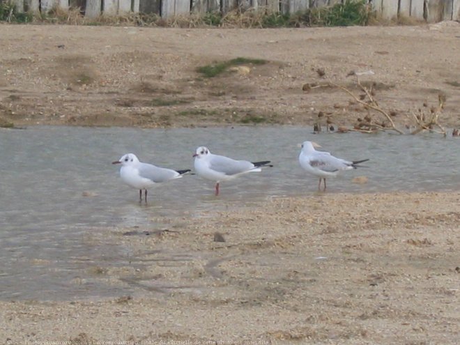 Photo de Mouette