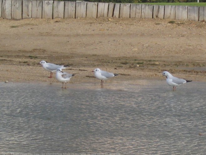 Photo de Mouette