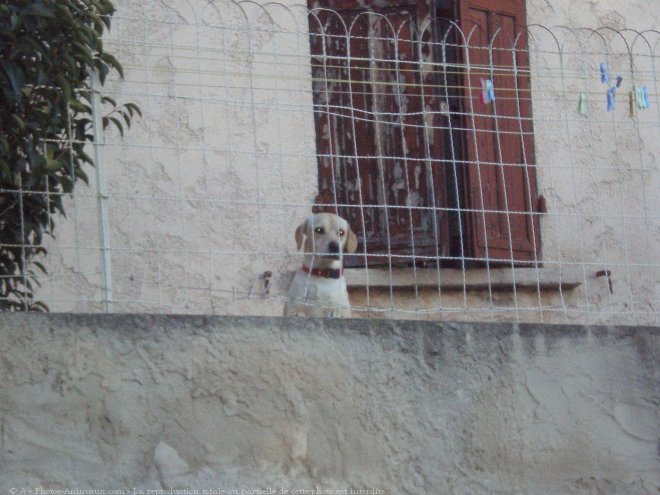 Photo de Labrador retriever