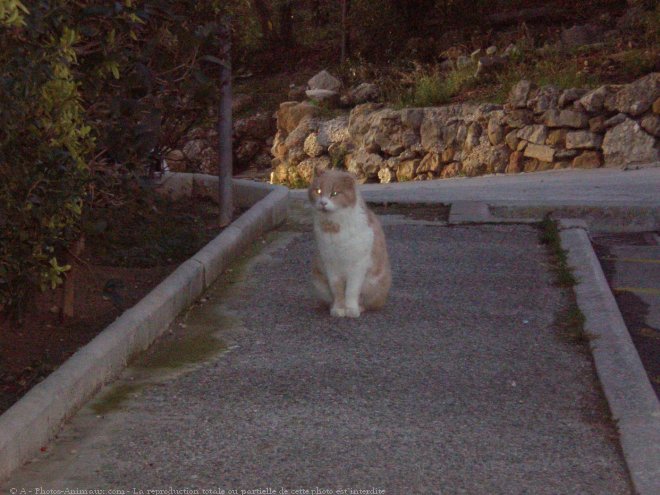 Photo de Chat domestique