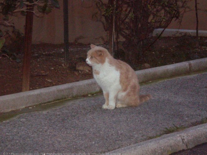 Photo de Chat domestique