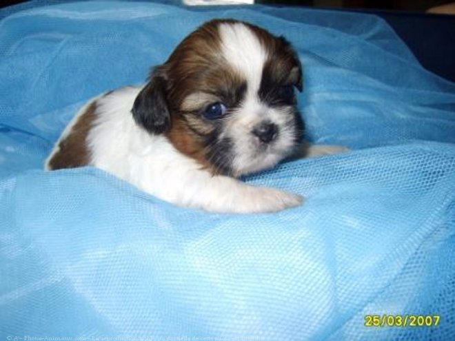 Photo de Shih tzu