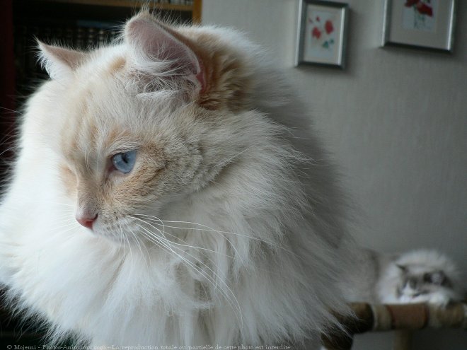 Photo de Ragdoll