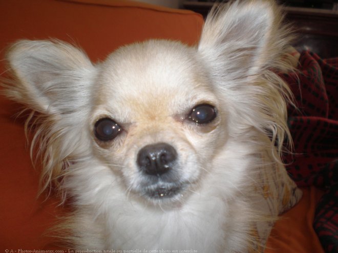 Photo de Chihuahua  poil long