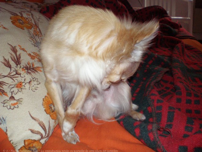 Photo de Chihuahua  poil long