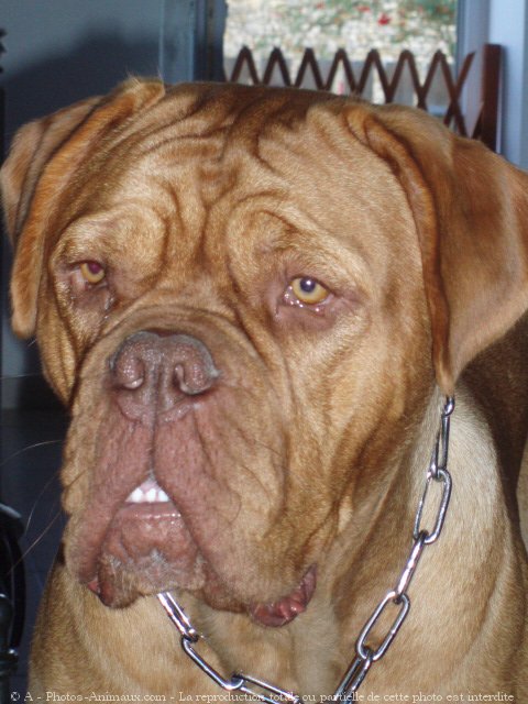 Photo de Dogue de bordeaux