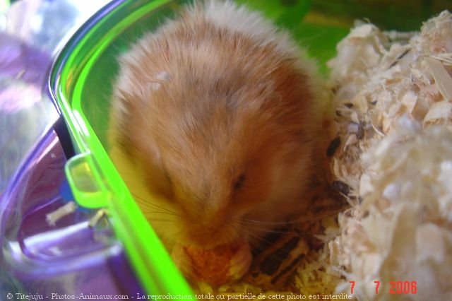 Photo de Hamster