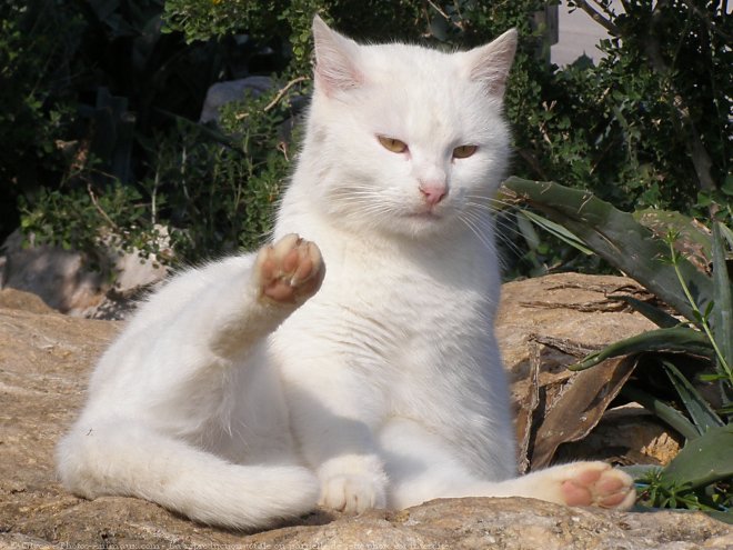 Photo de Chat domestique