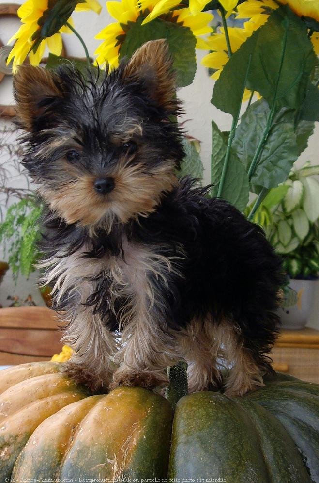 Photo de Yorkshire terrier