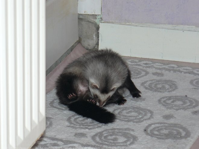 Photo de Furet