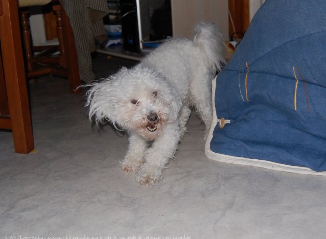 Photo de Bichon maltais