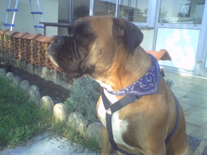 Photo de Boxer