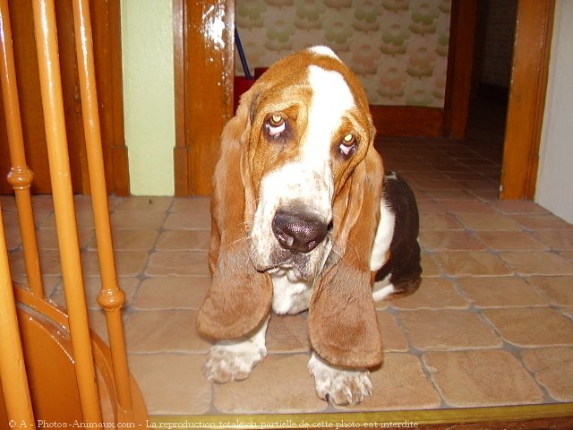 Photo de Basset hound