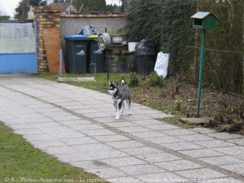 Photo de Husky siberien