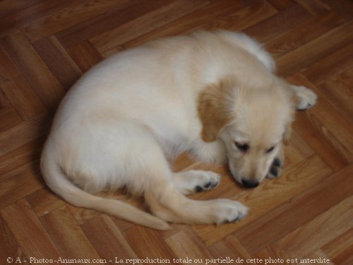 Photo de Golden retriever