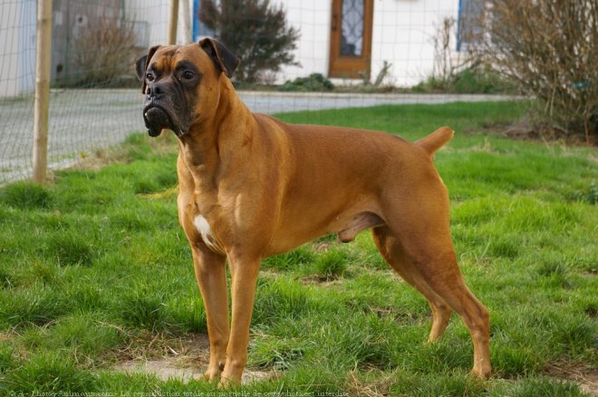 Photo de Boxer