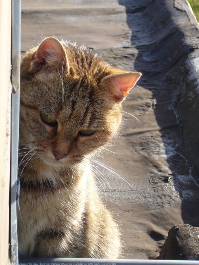 Photo de Chat domestique