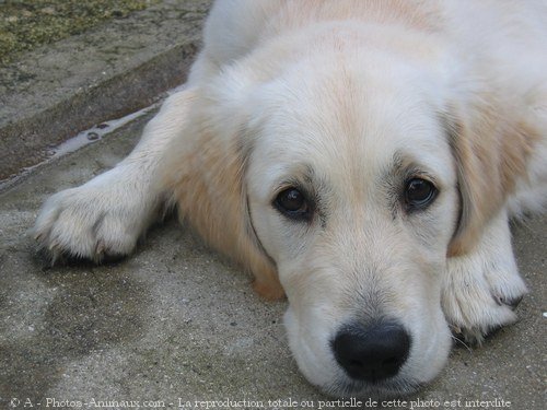 Photo de Golden retriever