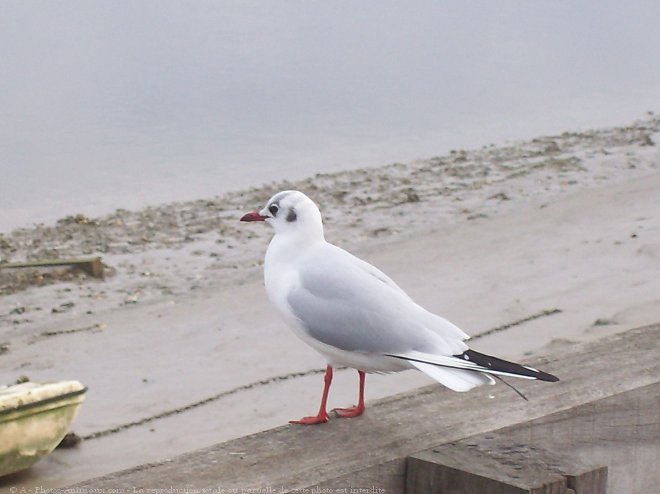 Photo de Mouette