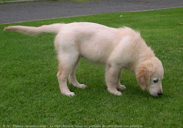 Photo de Golden retriever