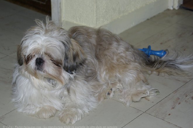 Photo de Shih tzu