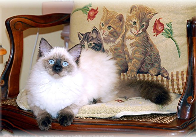 Photo de Ragdoll