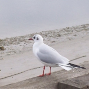 Photo de Mouette