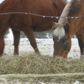 Photo de Poney (toutes races)