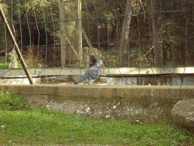 Photo de Pigeon