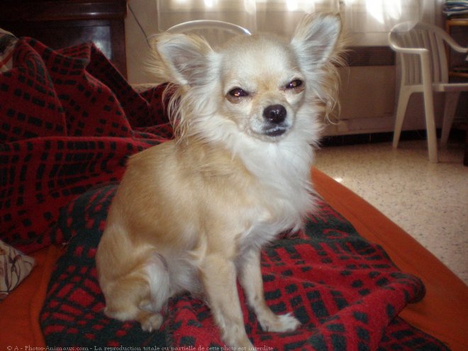 Photo de Chihuahua  poil long