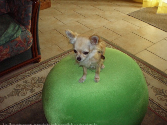 Photo de Chihuahua  poil long