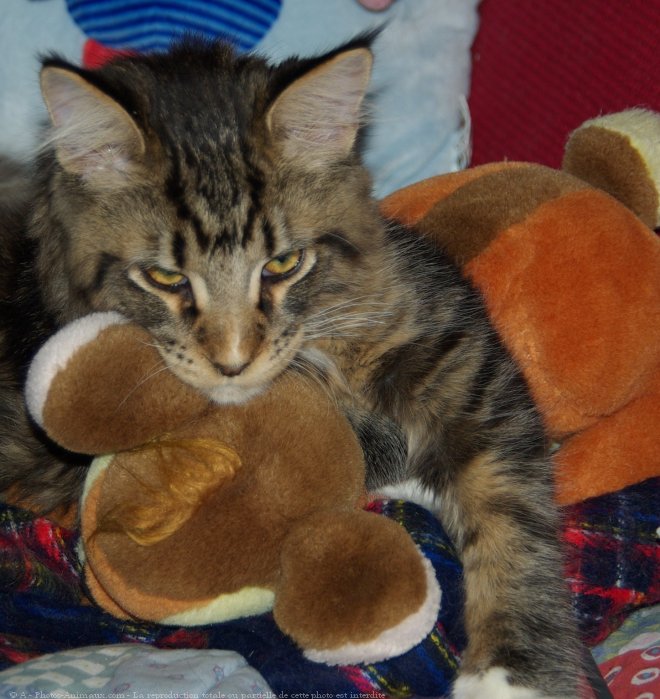 Photo de Maine coon