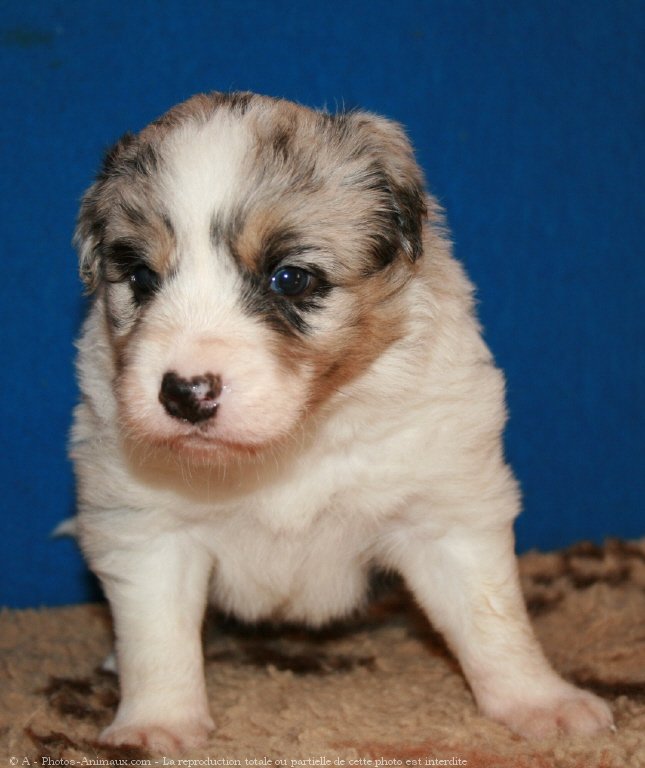 Photo de Border collie